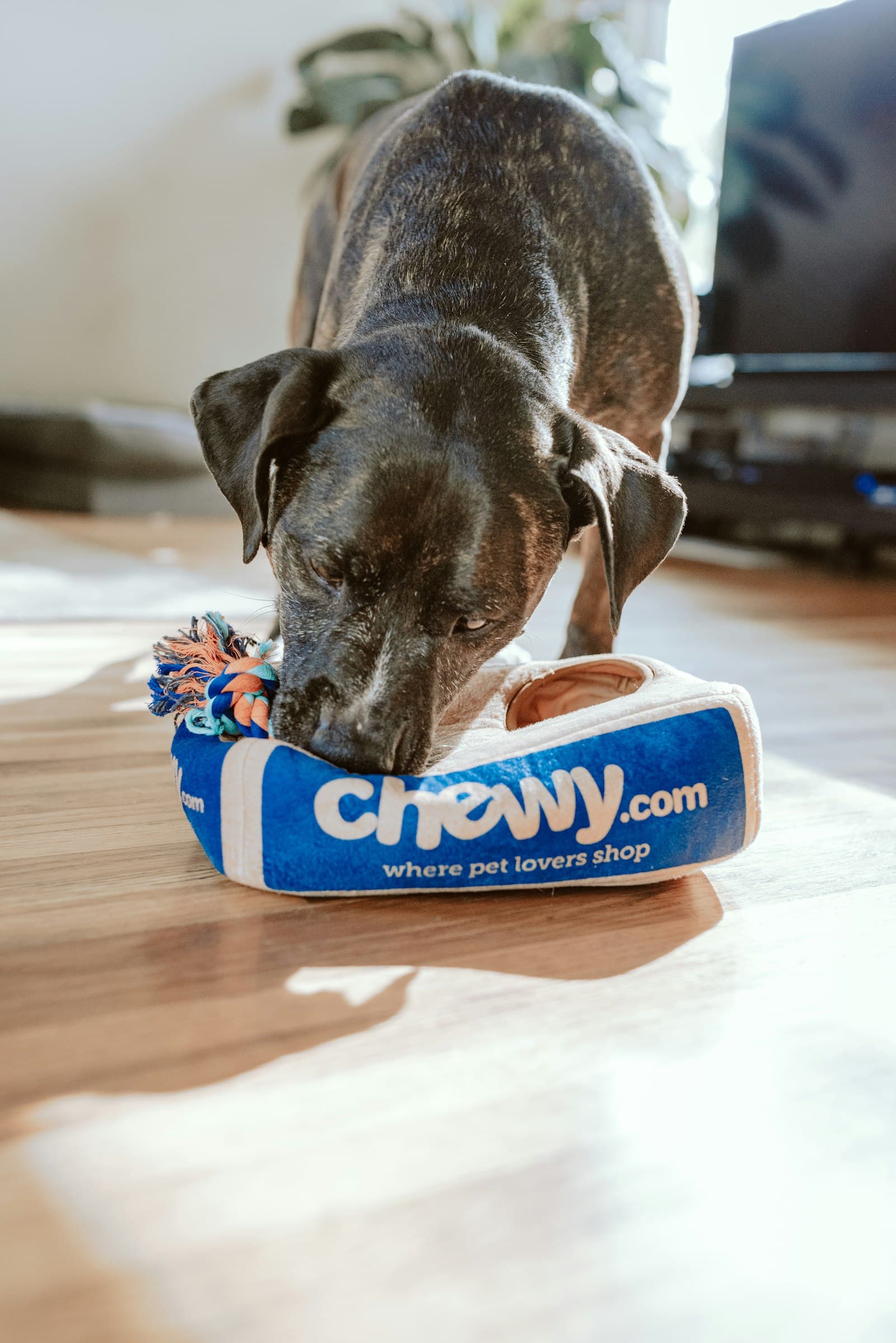 Rescue dog with a volunteer — placeholder photography
